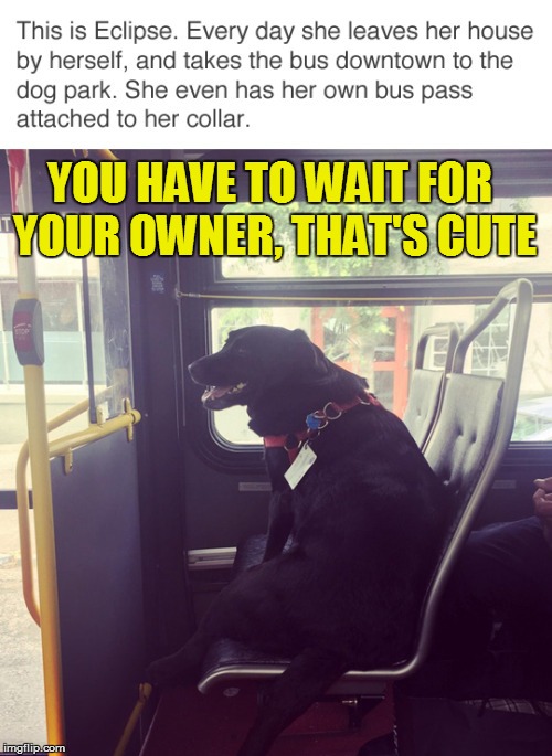YOU HAVE TO WAIT FOR YOUR OWNER, THAT'S CUTE | made w/ Imgflip meme maker