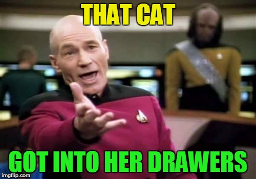 Picard Wtf Meme | THAT CAT GOT INTO HER DRAWERS | image tagged in memes,picard wtf | made w/ Imgflip meme maker