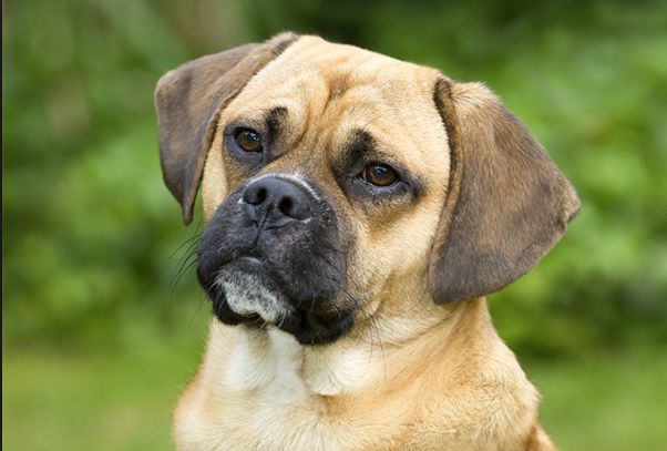 The Confused Puggle Blank Meme Template