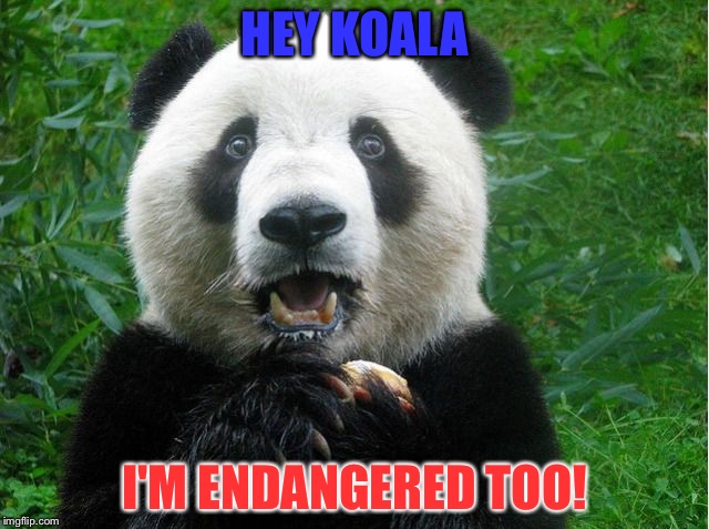 Endangered Too | HEY KOALA; I'M ENDANGERED TOO! | image tagged in panda,shocked | made w/ Imgflip meme maker