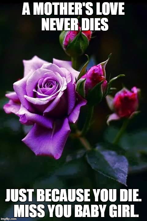 Purple Roses Imgflip