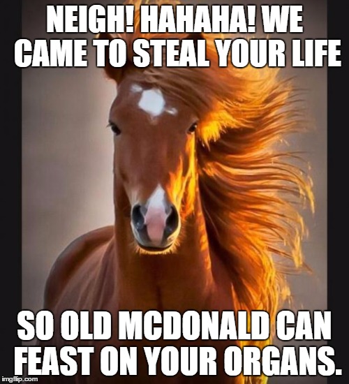 Horse | NEIGH! HAHAHA! WE CAME TO STEAL YOUR LIFE; SO OLD MCDONALD CAN FEAST ON YOUR ORGANS. | image tagged in horse | made w/ Imgflip meme maker