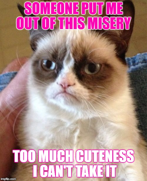 Grumpy Cat Meme | SOMEONE PUT ME OUT OF THIS MISERY TOO MUCH CUTENESS I CAN'T TAKE IT | image tagged in memes,grumpy cat | made w/ Imgflip meme maker