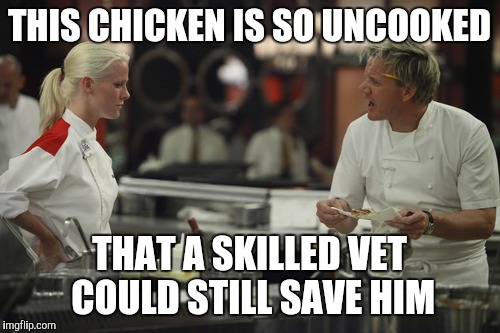 gordan ramsey yells #3 | THIS CHICKEN IS SO UNCOOKED; THAT A SKILLED VET COULD STILL SAVE HIM | image tagged in gordan ramsey yells 3 | made w/ Imgflip meme maker