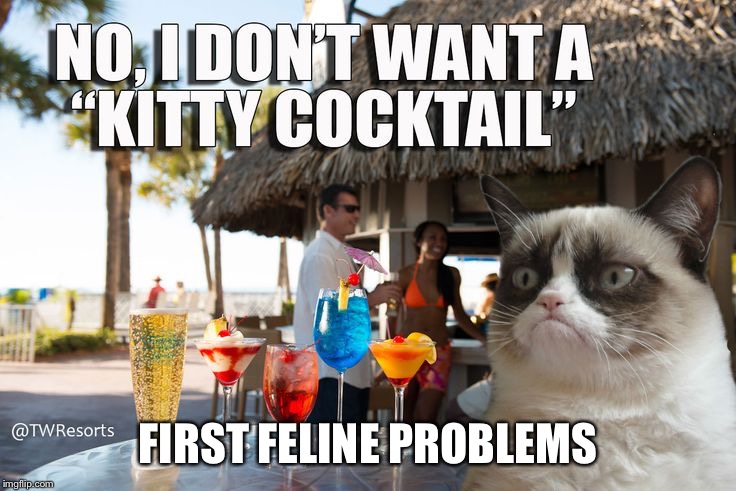 FIRST FELINE PROBLEMS | made w/ Imgflip meme maker