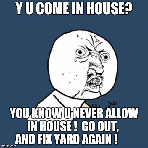 Y U No Meme | Y U COME IN HOUSE? YOU KNOW U NEVER ALLOW IN HOUSE !  GO OUT, 
 AND FIX YARD AGAIN ! | image tagged in memes,y u no | made w/ Imgflip meme maker