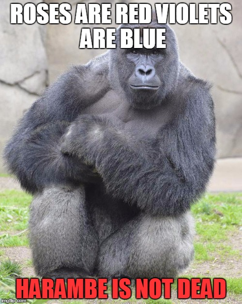 Harambe | ROSES ARE RED
VIOLETS ARE BLUE; HARAMBE IS NOT DEAD | image tagged in harambe | made w/ Imgflip meme maker