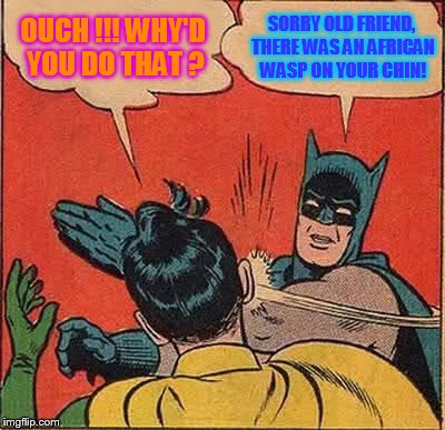 Another positive Batman slap! | OUCH !!!
WHY'D YOU DO THAT ? SORRY OLD FRIEND, THERE WAS AN AFRICAN WASP ON YOUR CHIN! | image tagged in memes,batman slaps robin positive | made w/ Imgflip meme maker