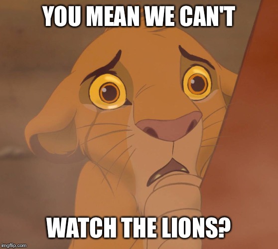 Simba the Lion | YOU MEAN WE CAN'T; WATCH THE LIONS? | image tagged in rugby,lions | made w/ Imgflip meme maker
