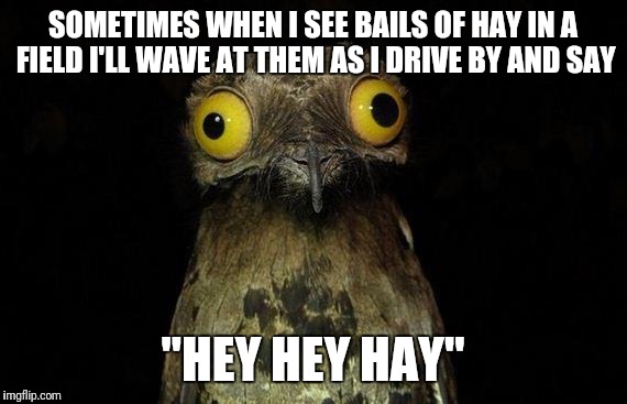 Weird Stuff I Do Potoo Meme | SOMETIMES WHEN I SEE BAILS OF HAY IN A FIELD I'LL WAVE AT THEM AS I DRIVE BY AND SAY; "HEY HEY HAY" | image tagged in memes,weird stuff i do potoo | made w/ Imgflip meme maker