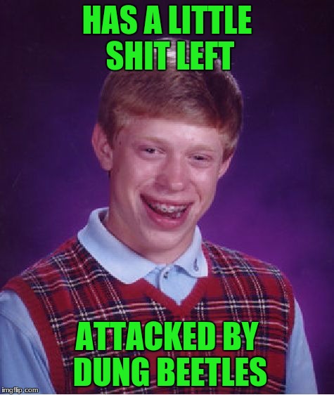 Bad Luck Brian Meme | HAS A LITTLE SHIT LEFT ATTACKED BY DUNG BEETLES | image tagged in memes,bad luck brian | made w/ Imgflip meme maker