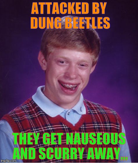 Bad Luck Brian Meme | ATTACKED BY DUNG BEETLES THEY GET NAUSEOUS AND SCURRY AWAY,,, | image tagged in memes,bad luck brian | made w/ Imgflip meme maker