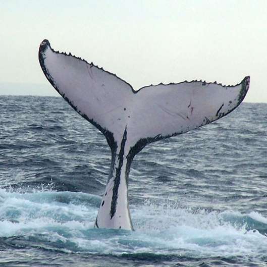 Whale Tail Blank Meme Template