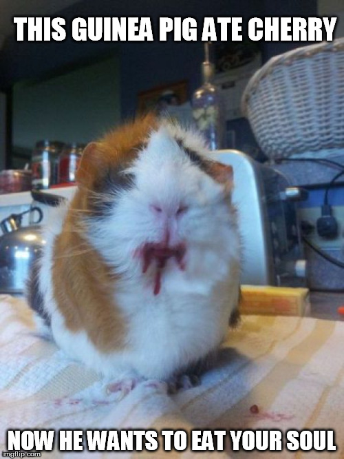 THIS GUINEA PIG ATE CHERRY NOW HE WANTS TO EAT YOUR SOUL | made w/ Imgflip meme maker