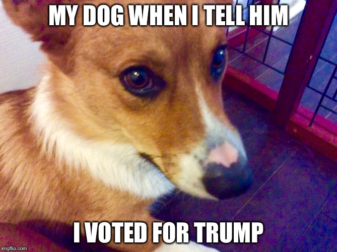 No! you did not |  MY DOG WHEN I TELL HIM; I VOTED FOR TRUMP | image tagged in blog | made w/ Imgflip meme maker