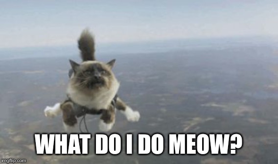 WHAT DO I DO MEOW? | made w/ Imgflip meme maker