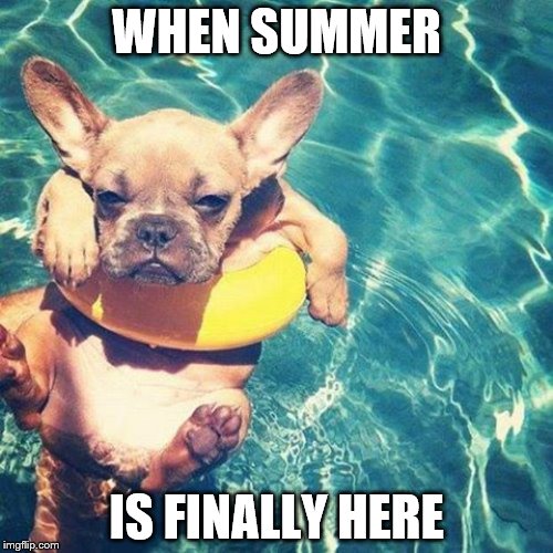 Summer is here dog pug | WHEN SUMMER; IS FINALLY HERE | image tagged in summer is here dog pug | made w/ Imgflip meme maker