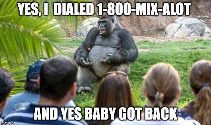 philosophical gorilla | YES, I  DIALED 1-800-MIX-ALOT; AND YES BABY GOT BACK | image tagged in gorilla,zoo,ghetto harambe | made w/ Imgflip meme maker