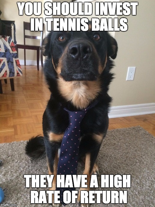 YOU SHOULD INVEST IN TENNIS BALLS; THEY HAVE A HIGH RATE OF RETURN | image tagged in business dog | made w/ Imgflip meme maker