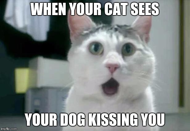 OMG Cat Meme | WHEN YOUR CAT SEES; YOUR DOG KISSING YOU | image tagged in memes,omg cat | made w/ Imgflip meme maker