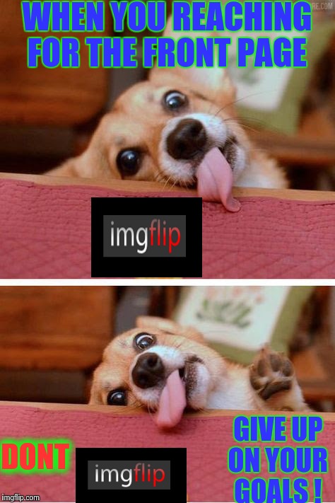 Reach for it ! | WHEN YOU REACHING FOR THE FRONT PAGE; GIVE UP ON YOUR GOALS ! DONT | image tagged in reach,dog,cutie,dude,memes | made w/ Imgflip meme maker