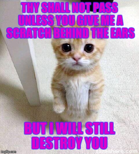 Cute Cat | THY SHALL NOT PASS UNLESS YOU GIVE ME A SCRATCH BEHIND THE EARS; BUT I WILL STILL DESTROY YOU | image tagged in memes,cute cat | made w/ Imgflip meme maker
