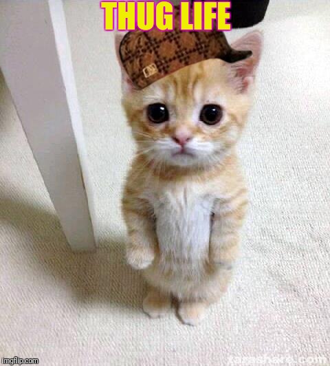 Cute Cat Meme | THUG LIFE | image tagged in memes,cute cat,scumbag | made w/ Imgflip meme maker