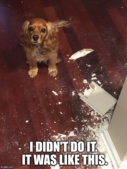 I DIDN'T DO IT. IT WAS LIKE THIS. | image tagged in dog tear apart | made w/ Imgflip meme maker