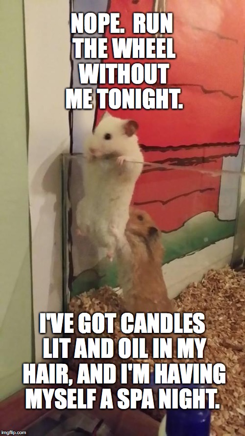 Escape hamsters | NOPE.  RUN THE WHEEL WITHOUT ME TONIGHT. I'VE GOT CANDLES LIT AND OIL IN MY HAIR, AND I'M HAVING MYSELF A SPA NIGHT. | image tagged in escape hamsters | made w/ Imgflip meme maker