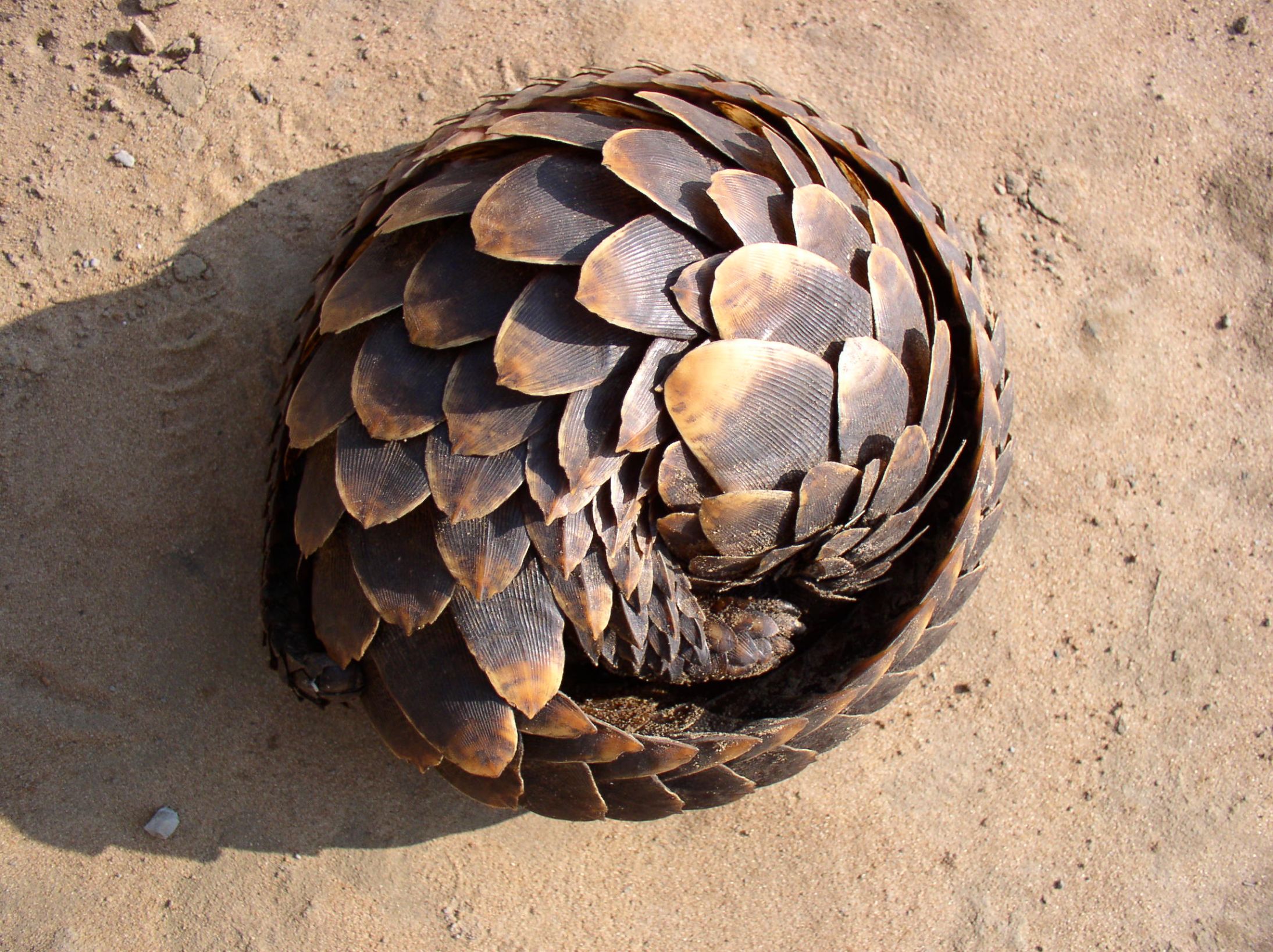 High Quality Antinatalist Pangolin Blank Meme Template