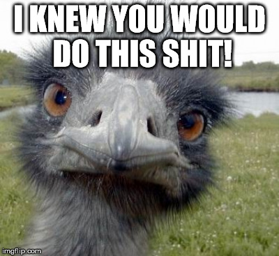 To All Who Meme To Do Wrong | I KNEW YOU WOULD DO THIS SHIT! | image tagged in ostrich,be excellent to each other,memes,birds rule the shit skys,ok ok its my line,no cats | made w/ Imgflip meme maker