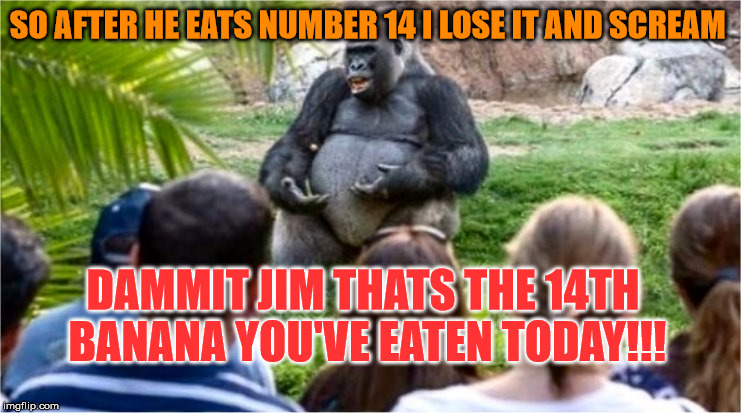 Gorilla Group Council Meeting | SO AFTER HE EATS NUMBER 14 I LOSE IT AND SCREAM; DAMMIT JIM THATS THE 14TH BANANA YOU'VE EATEN TODAY!!! | image tagged in gorilla glue,memes,funny,monkeys,cats,apes | made w/ Imgflip meme maker