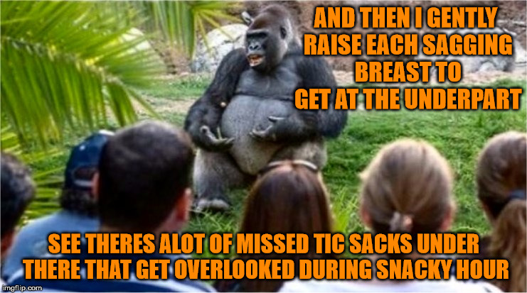 Real Gorilla Talk | AND THEN I GENTLY RAISE EACH SAGGING BREAST TO GET AT THE UNDERPART; SEE THERES ALOT OF MISSED TIC SACKS UNDER THERE THAT GET OVERLOOKED DURING SNACKY HOUR | image tagged in gorilla glue,gonzo the ape,memes,funny,cats,are people too like monkeys | made w/ Imgflip meme maker
