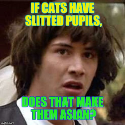 Conspiracy Keanu Meme | IF CATS HAVE SLITTED PUPILS, DOES THAT MAKE THEM ASIAN? | image tagged in memes,conspiracy keanu | made w/ Imgflip meme maker