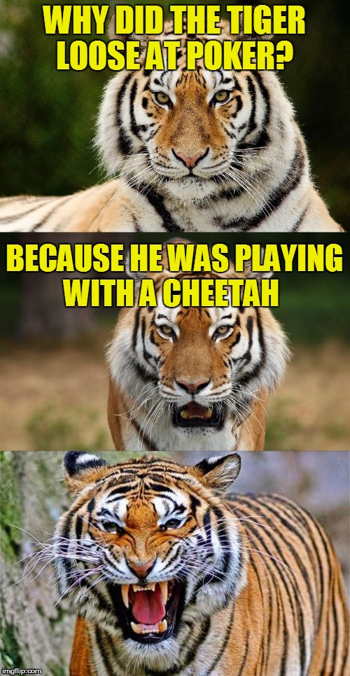 Tiger Puns | WHY DID THE TIGER LOOSE AT POKER? BECAUSE HE WAS PLAYING WITH A CHEETAH | image tagged in tiger puns | made w/ Imgflip meme maker