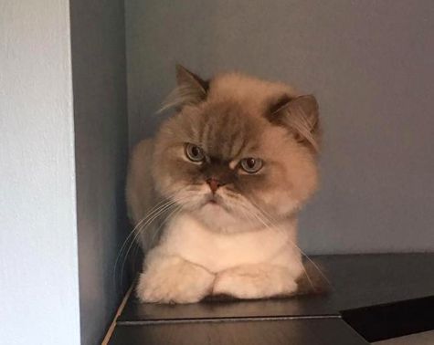 Dan the disdainful cat Blank Meme Template