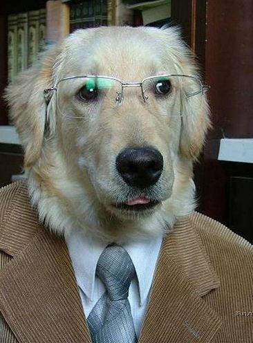 Dog Glasses Blank Meme Template