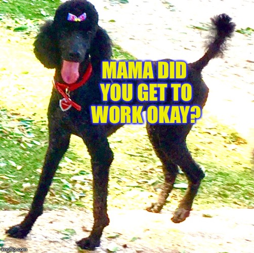 Marley Poodle  | MAMA DID YOU GET TO WORK OKAY? | image tagged in marley poodle,noahs sister,memes,cats,dog,funny | made w/ Imgflip meme maker