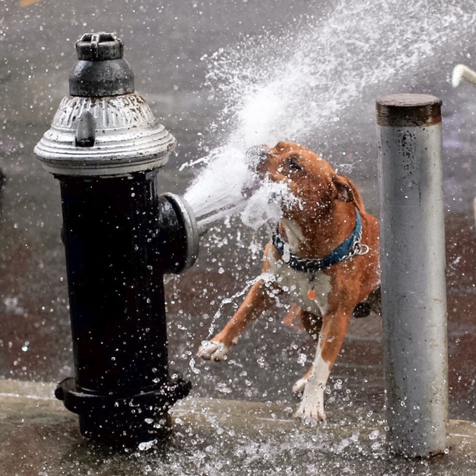 High Quality Firehosedog Blank Meme Template