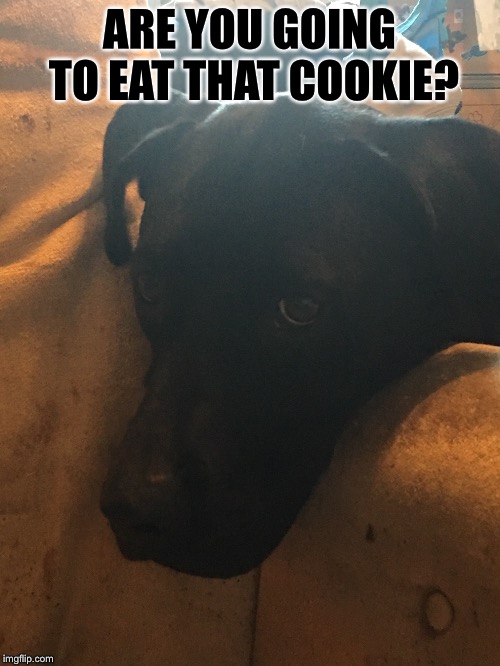 Cookie Dog  | ARE YOU GOING TO EAT THAT COOKIE? | image tagged in dogs,cookies,food | made w/ Imgflip meme maker