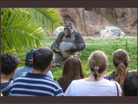 High Quality Gorilla TED Talk Blank Meme Template