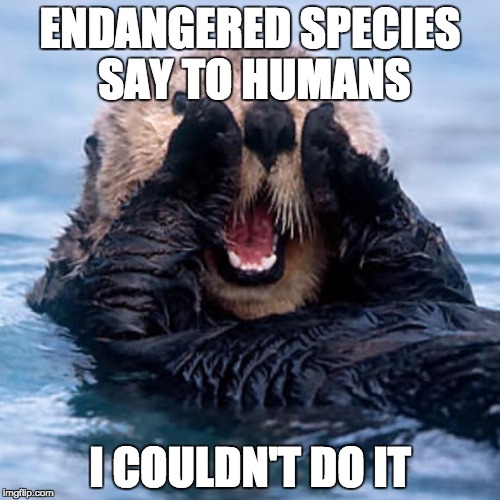 Shouting Otter | ENDANGERED SPECIES SAY TO HUMANS; I COULDN'T DO IT | image tagged in shouting otter | made w/ Imgflip meme maker