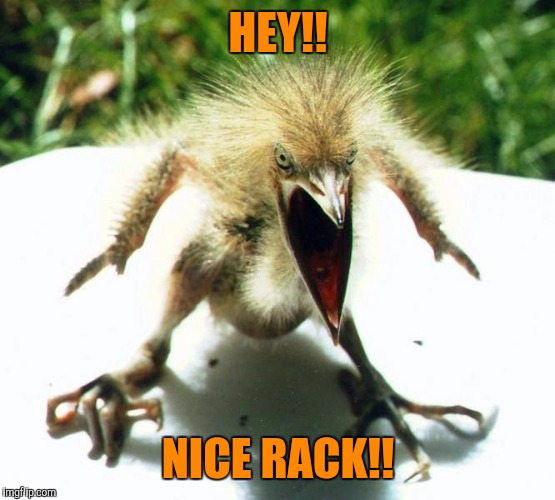 Angry bird | HEY!! NICE RACK!! | image tagged in angry bird | made w/ Imgflip meme maker