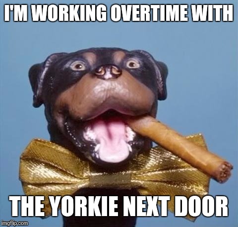 I'M WORKING OVERTIME WITH THE YORKIE NEXT DOOR | made w/ Imgflip meme maker