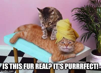 IS THIS FUR REAL? IT'S PURRRFECT! | made w/ Imgflip meme maker