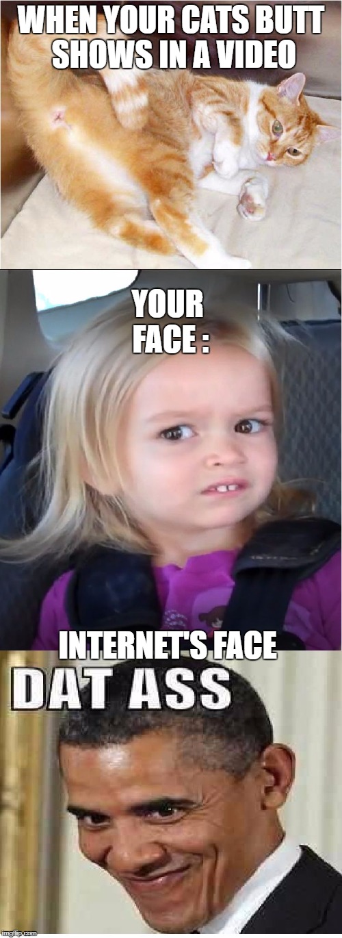 WHEN YOUR CATS BUTT SHOWS IN A VIDEO; YOUR FACE :; INTERNET'S FACE | image tagged in welp | made w/ Imgflip meme maker
