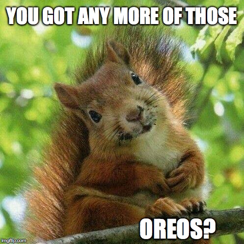Need an Oreo fix!  | YOU GOT ANY MORE OF THOSE; OREOS? | image tagged in oreo,squirrel,yall got any more of | made w/ Imgflip meme maker