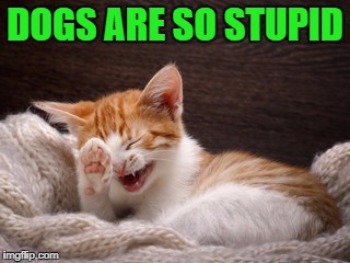 DOGS ARE SO STUPID | made w/ Imgflip meme maker