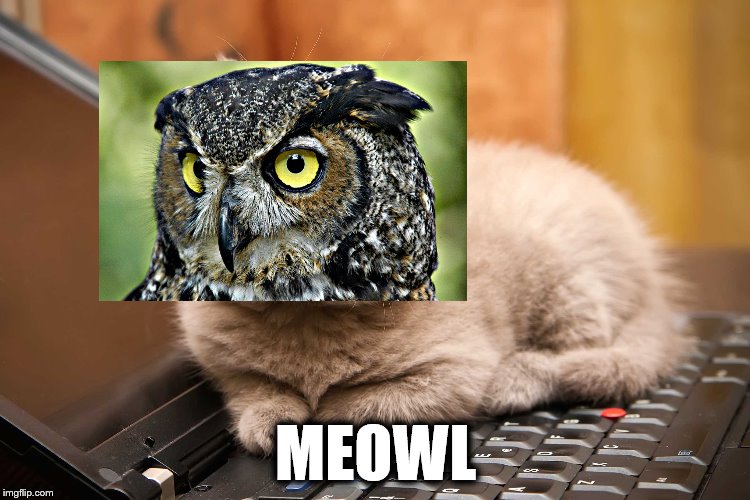 MEOWL | MEOWL | image tagged in cat,owl | made w/ Imgflip meme maker