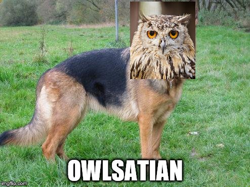 OWLSATIAN | OWLSATIAN | image tagged in dog,owl | made w/ Imgflip meme maker